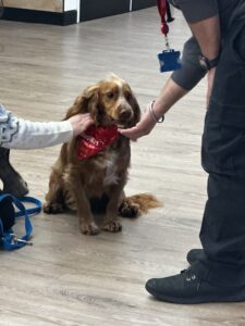 Good dog posing for photo